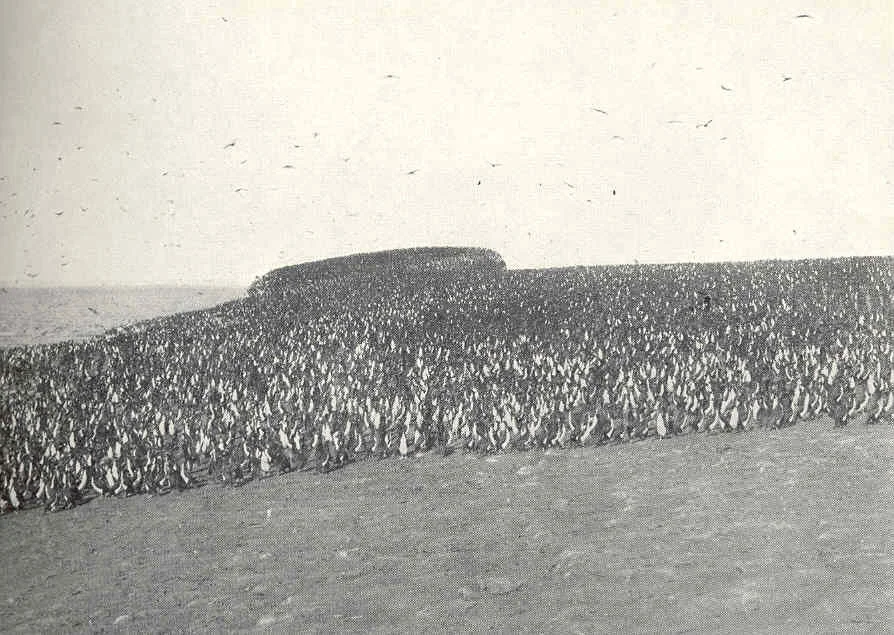 Very small portion of a flock of cormorants on the south island of the Chinchas
Subject: Cormorants--Peru, Chincha Islands (Peru)
Geographic Subject: Peru--Chincha Islands
Tag: Water Birds