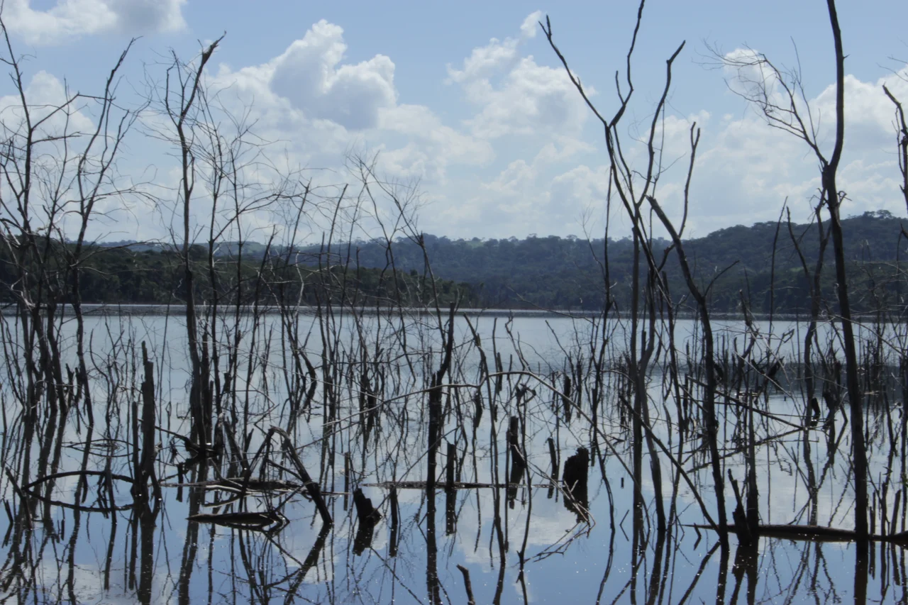 Fotografia de flora e fauna encontradas durante caminhadas no Parque Estadual Altamiro Pacheco