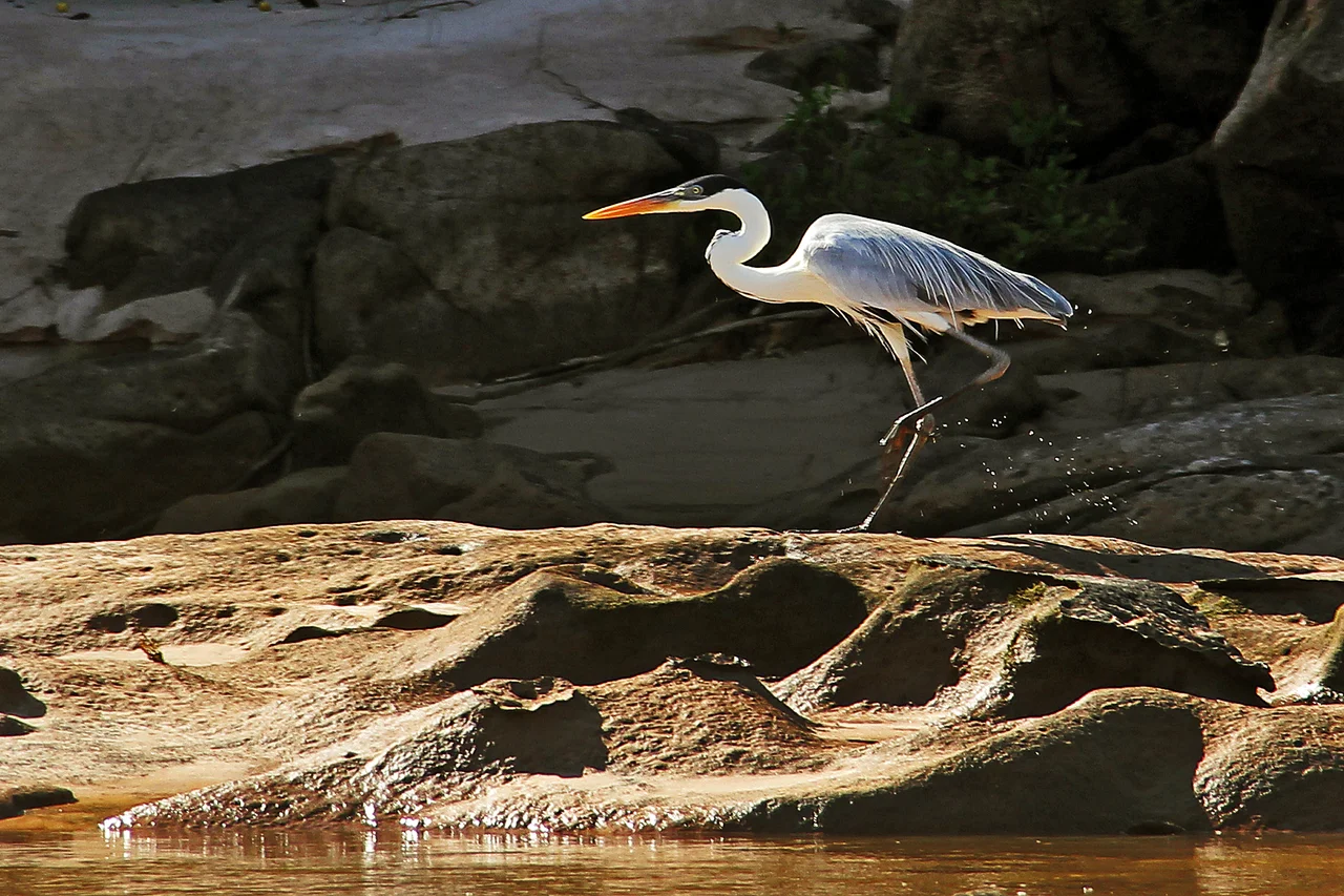 A garça é uma ave ciconiforme que habita áreas próximas a rios, lagos, praias marítimas, manguezais e estuários.Vivem em regiões tropicais e subtropicais de todos os continentes, exceto Antártida.A maioria das espécies de garças possui penas brancas cobrindo todo corpo e pescoço longo.Os bicos grandes das garças podem variar de cor dependendo da espécie,porém, as cores de bicos mais comuns são amarela, marrom e preta.Medem entre 70 e 85 cm de altura.Pesam, em média, de 3 a 5 quilos de acordo com a espécie. Alimenta-se basicamente de peixes, pequenos anfíbios, crustáceos e outras espécies de animais aquáticos de pequeno porte
O rio Araguaia nasce no município de Mineiros no sudoeste do estado de Goiás e forma a divisa natural entre Goiás, Mato Grosso, Tocantins e Pará. Compreende uma das principais bacias hidrográficas do centro-oeste, a bacia hidrográfica Araguaia-Tocantins. O rio conta com uma extensão total de 2.114 km. Em seu percurso seus meandros delimitam juntamente como os do Rio Javaés, a maior ilha fluvial do mundo, a Ilha do Bananal, onde encontram localizados o Parque Nacional do Araguaia e o Parque Indígena do Araguaia.
.