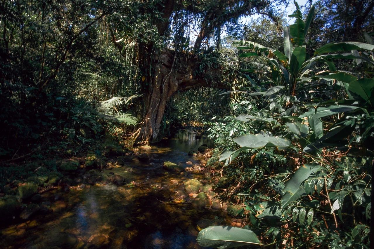 River crossing the forest under a giant fig tree at the end of the figueira trail, in Reserva Natural Salto Morato, Paraná, Brazil