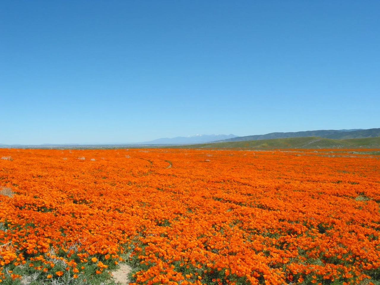 This is a picture of California poppies in the Antelope Valley California Poppy Reserve.