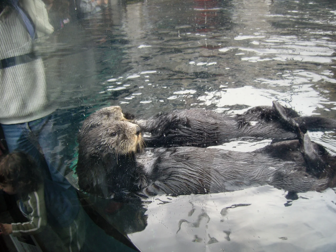 Sea Otter at Monterey Bay Aquarium, California.