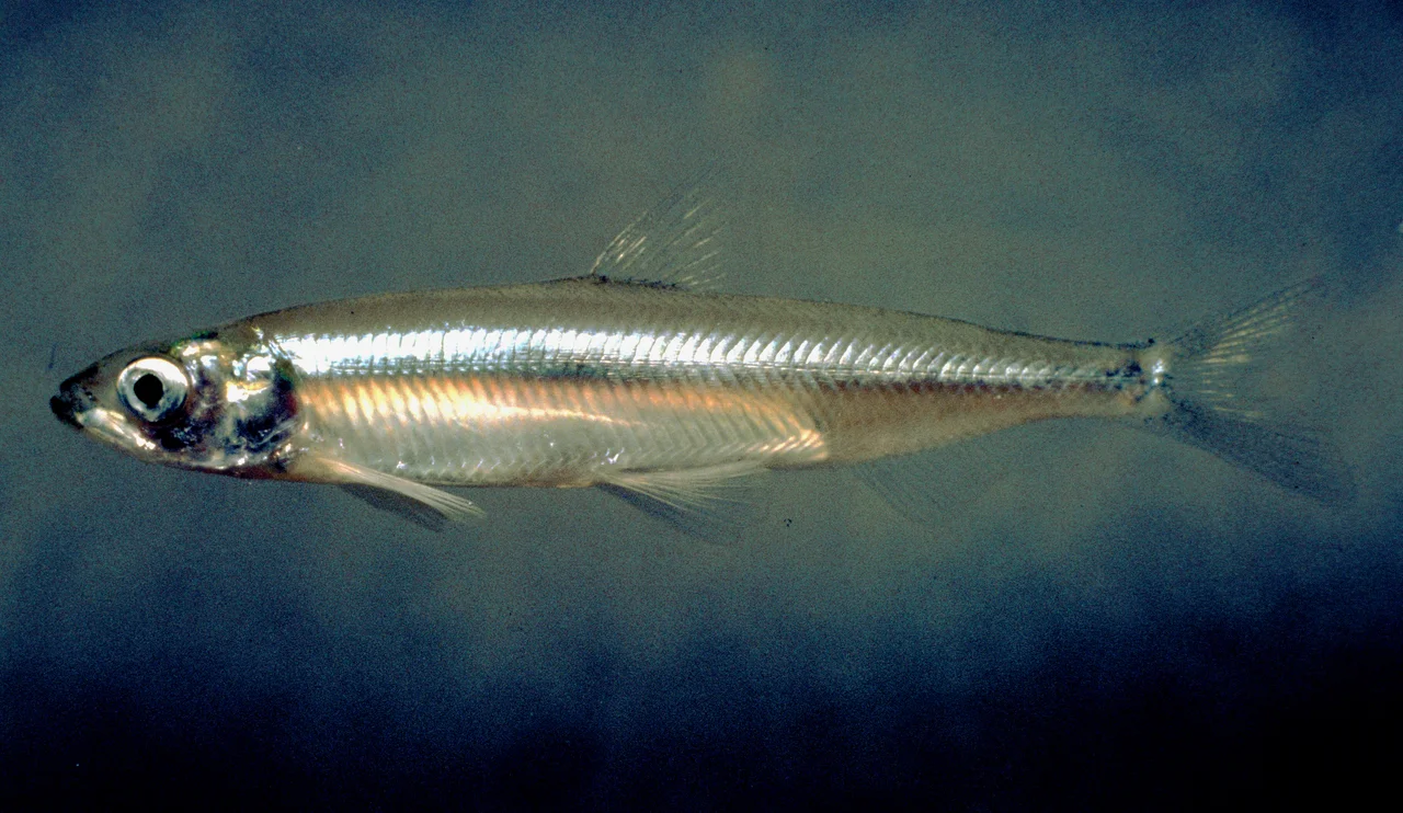 Delta Smelt (Hypomesus transpacificus).

Native to the Sacramento–San Joaquin River Delta region of northern California.