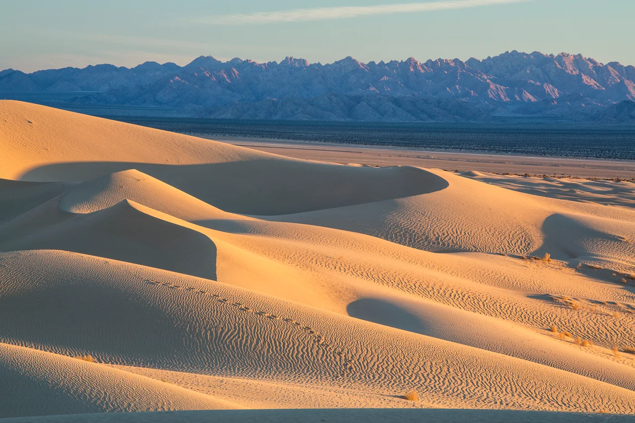 The 19,935 acre Cadiz Dunes Wilderness encompasses a major portion of the Cadiz Dune system and desert shrub lowlands just east of the dunes. These small dunes were formed by north winds pushing sands off the Cadiz Dry Lake.  The pristine nature of the dunes and the beautiful spring display of unique dune plants have made the area a favorite for photographers. Wildlife tracks provide evidence of including coyote, black-tailed jackrabbits, kangaroo rats, quail and roadrunners, rattlesnakes, and several species of lizards. 

Photo by Bob Wick, BLM