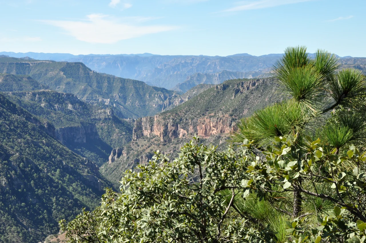Sierra Madre Occidental, looking across Rio San Ignacio from near the village of Guajurana. Ignimbrites units of the Divisadero tuff unit, each formed by a single very large volcanic eruption, form the plateau and the visible layers.