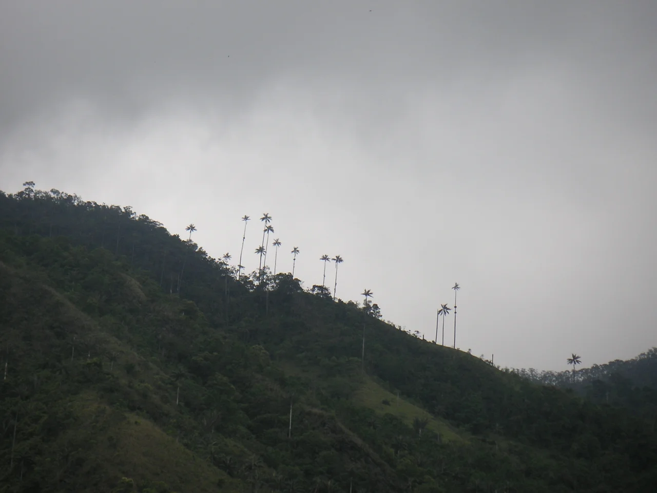 Comment: GRIN gives me three possible 'wax palms':

. Ceroxylon alpinum Bonpl. ex DC. (wax palm)
. Copernicia prunifera (Mill.) H. E. Moore (carnauba-wax palm, wax palm)
. Cyrtostachys renda Blume (sealing wax palm)
...only the first of which lives in Colombia, and they don't look much different than Google photos. Can someone confirm this is Ceroxylon alpinum? -- Ayacop 09:03, 13 October 2006 (UTC)

probably Ceroxylon quindiuense which is endemic in Colombia ([1]). --darina 07:32, 20 October 2006 (UTC)
I agree, probably Ceroxylon quindiuense see here --Esculapio 12:27, 11 March 2007 (UTC)
Description: Wachspalmen, Departamento de Quindio, Kolumbien
Source: Louise Wolff (darina), March 2005