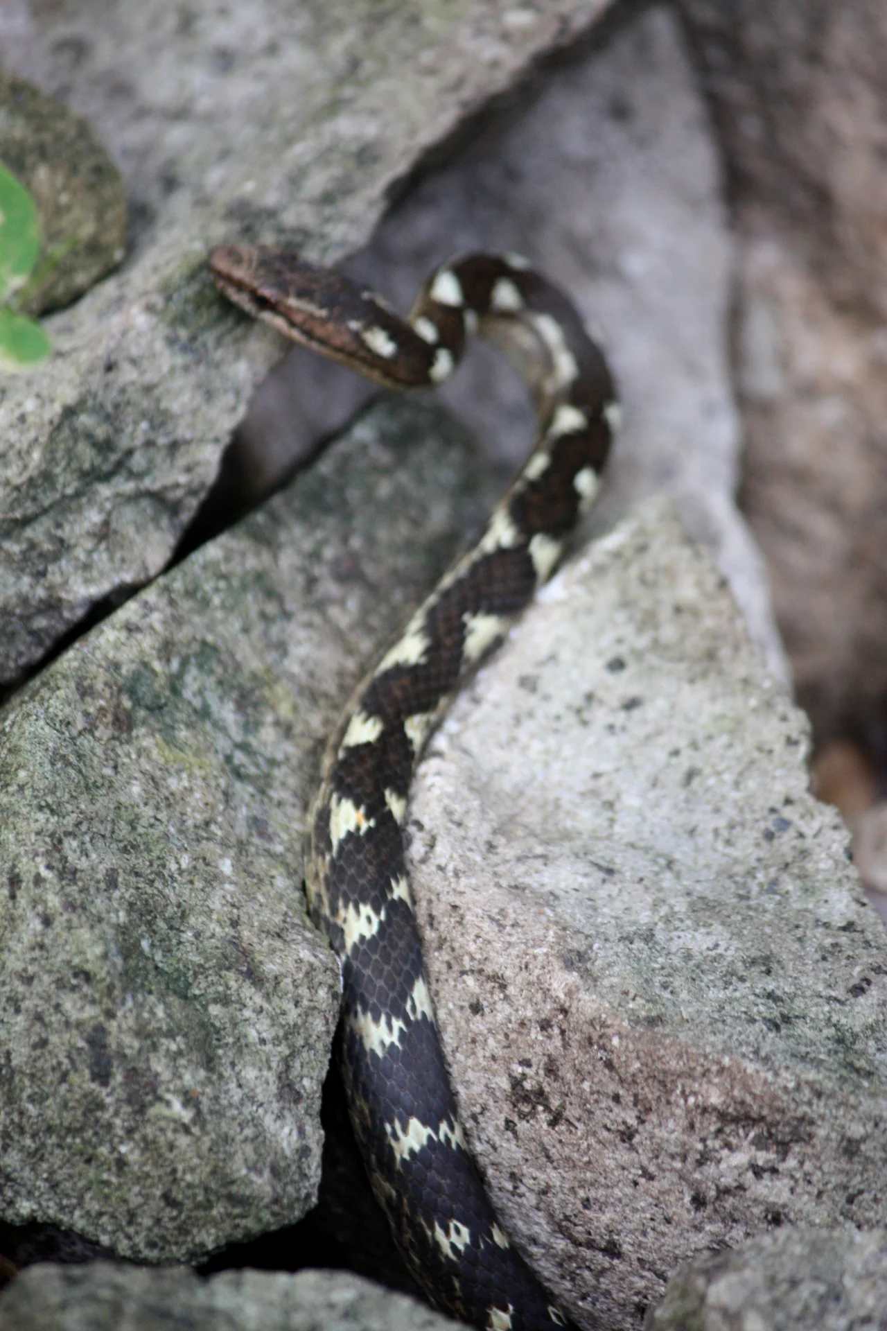 Antilles Racer (Alsophis antillensis).  Cabrits National Park, Dominica.