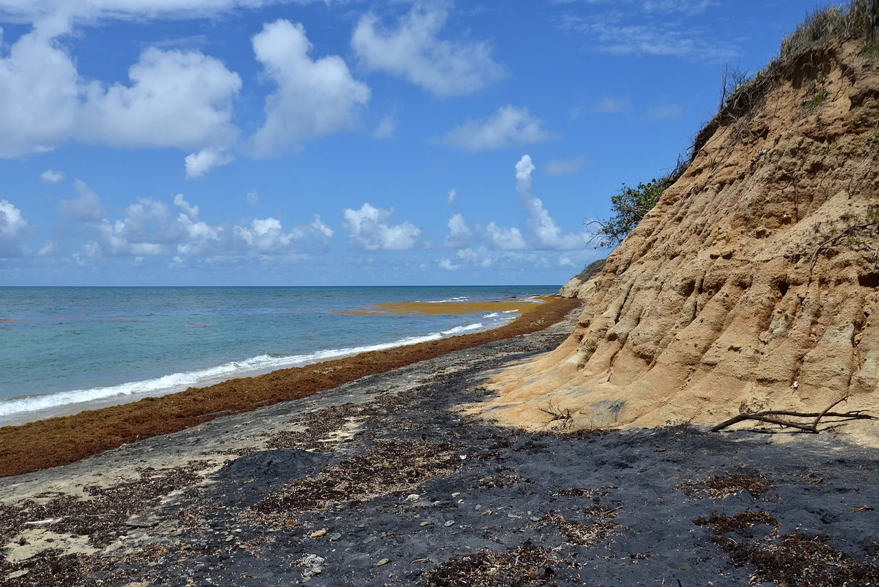 Playa Negra is a fairly narrow black sand beach near Esperanza on the island of Vieques in Puerto Rico. The black sand is very fine and gets burning hot in the sun.  Lots of sargassum, seaweed from the Sargasso Sea has washed up on the beach, obscuring much of the black sand.