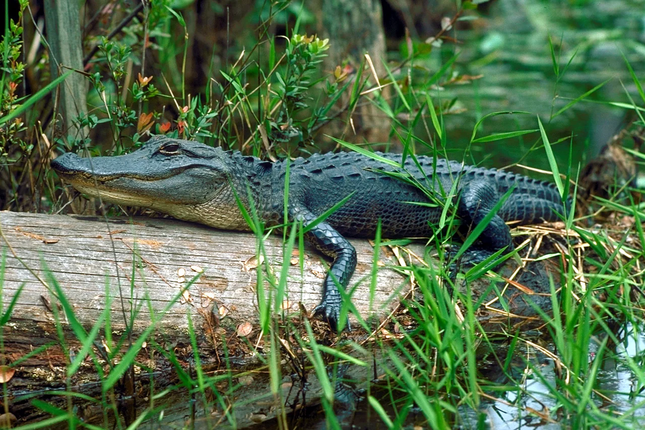 A young alligator sunning itself in the Okefenokee Swamp, Georgia, USA