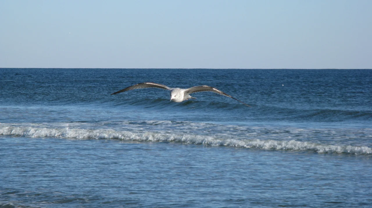 A seagull in the foreground appearing as if gliding on an ocean wave in the background. Taken at Sunset Beach, NC, USA, just after Thanksgiving 2009.