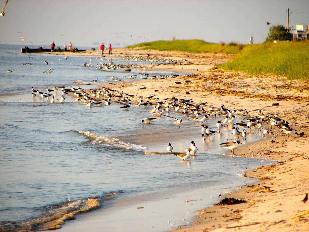 Delaware Bay shoreline at Villas, on Cape May showing sand, dunes, and Laughing Gulls.  This is about 5 miles from Cape May Point, so is almost on the Atlantic Ocean, but the shores are quite different
