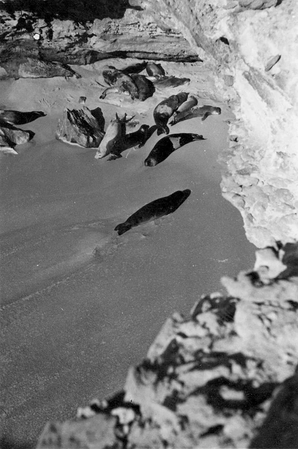 One of the first pictures of the monk seal colony found by Eugenio Morales Agacino on Ras Nouadhibou, Western Sahara (December 26, 1945).