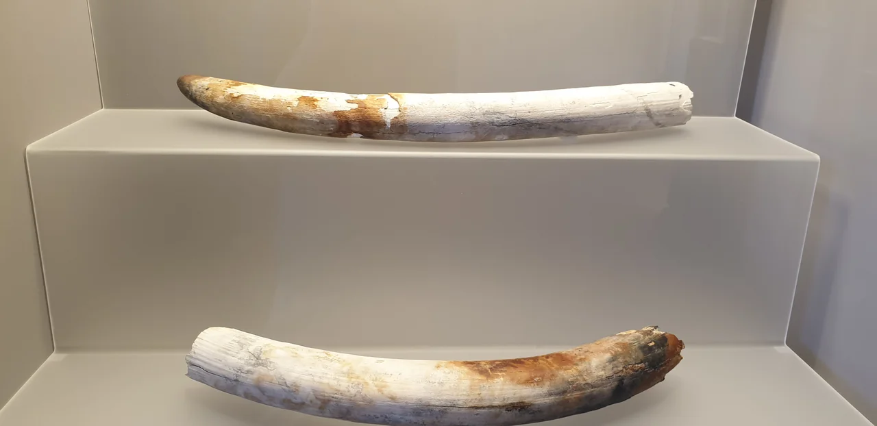 Ivory, end of the 7th Century.

Elephant tusks from the Bajo de la Campana (a submerged site off the coast of Murcia, Spain) are part of the cargo of a Phoenician ship from the end of the 7th Century BC. Over 50 tusks have been recovered from the site, some with traders' marks, together with other remains showing Phoenician interest in raw materials from North Africa and the far West, and an active trade with the local communities.