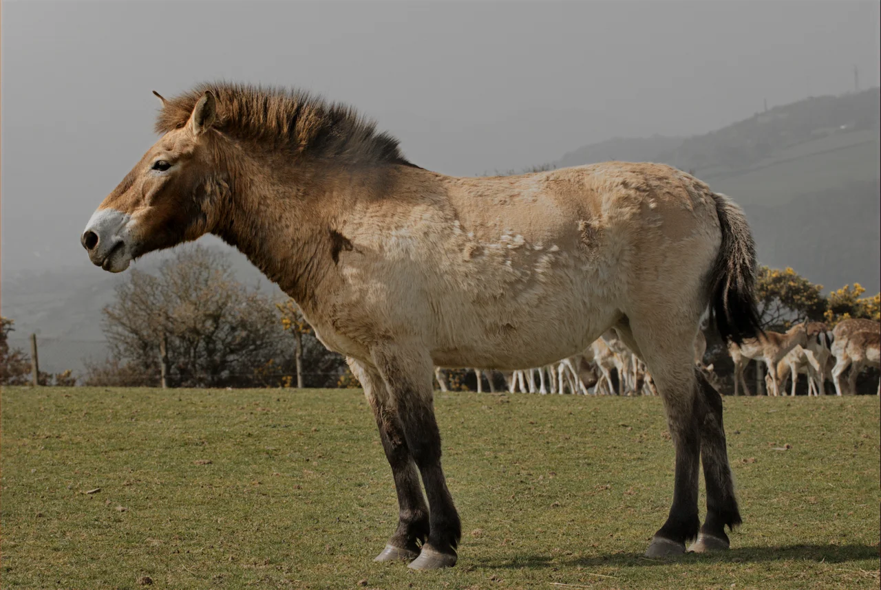 North Wales.  Colwyn Bay Mountain Zoo.  In the beginning there was the Przewalski Wild Horse and from this came the modern horse as we know it.  The Przewalski is extinct in the wild being preserved only by zoo programmes.  As an experiment, three have been put to roam parts of Snowdonia since they crop less closely than sheep and so give the trees that once were so abundant in the Snowdonia landscape (and now are almost a rarity) a chance to grow.