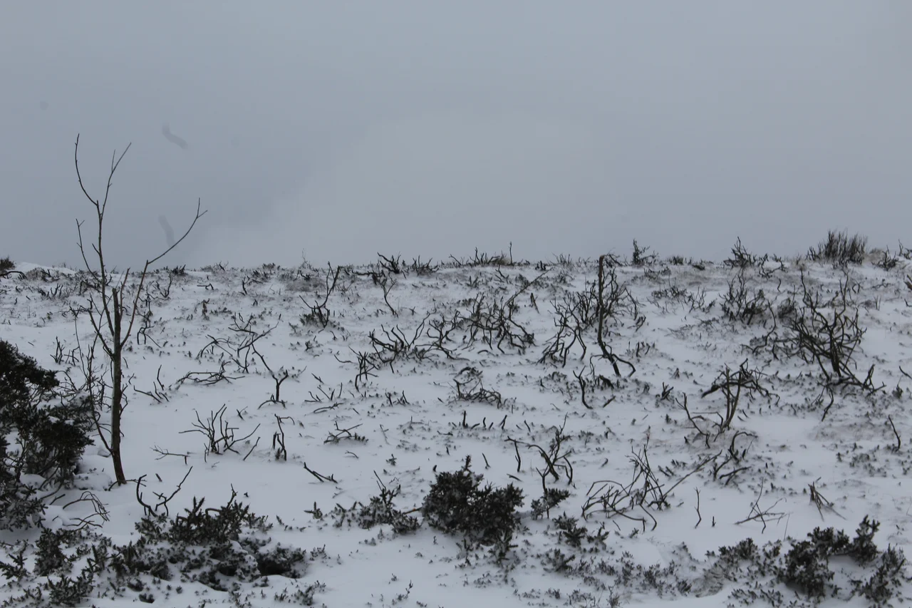 Scrubland under snow,  Horseshoe pass. Area possibly damaged by wildfire
