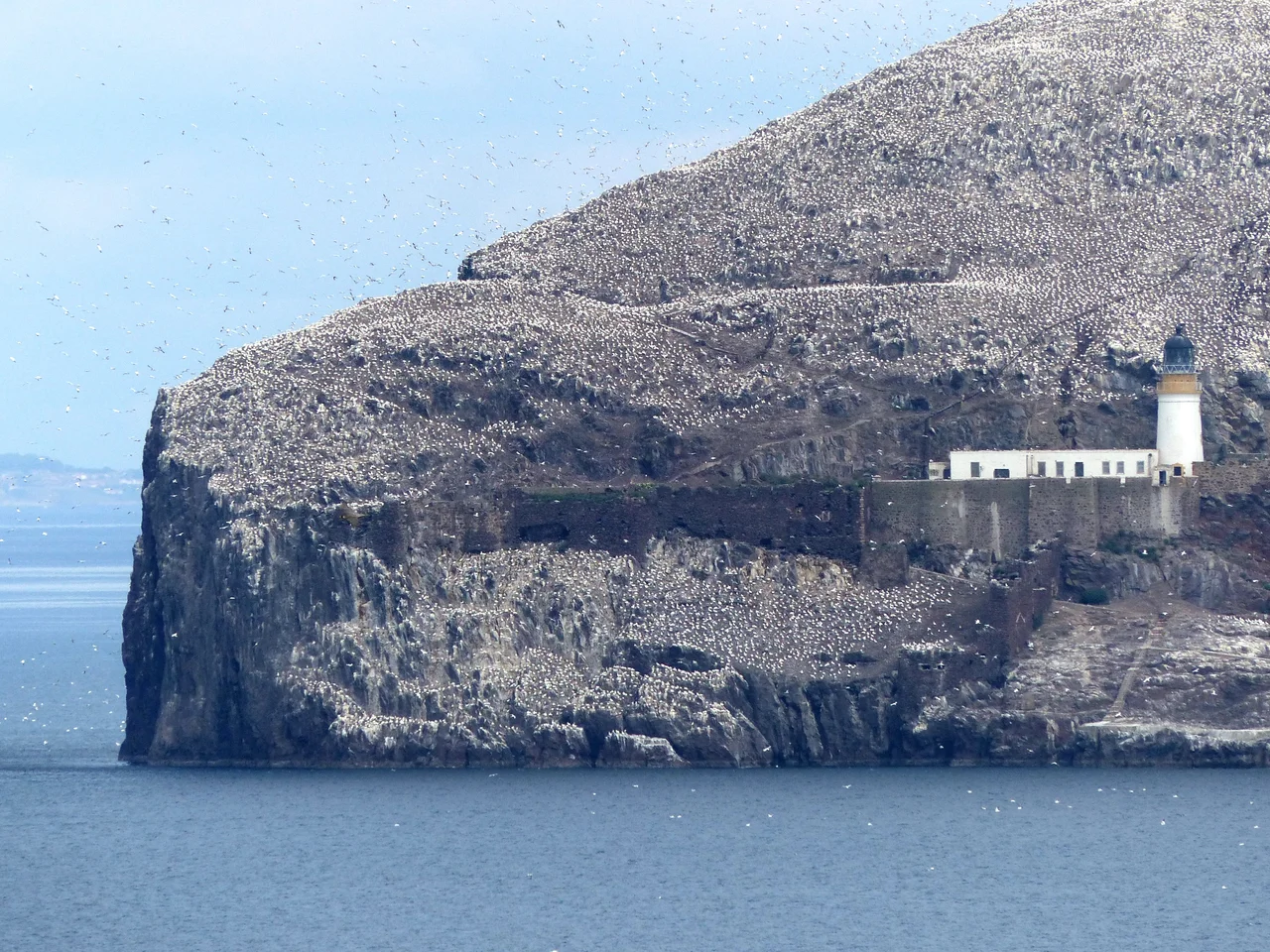 Bass Rock is a tiny island formed from a plug of volcanic rock in the Firth of Forth, Scotland. It contains the world’s largest colony of northern gannets, hosting 150,000 at peak.