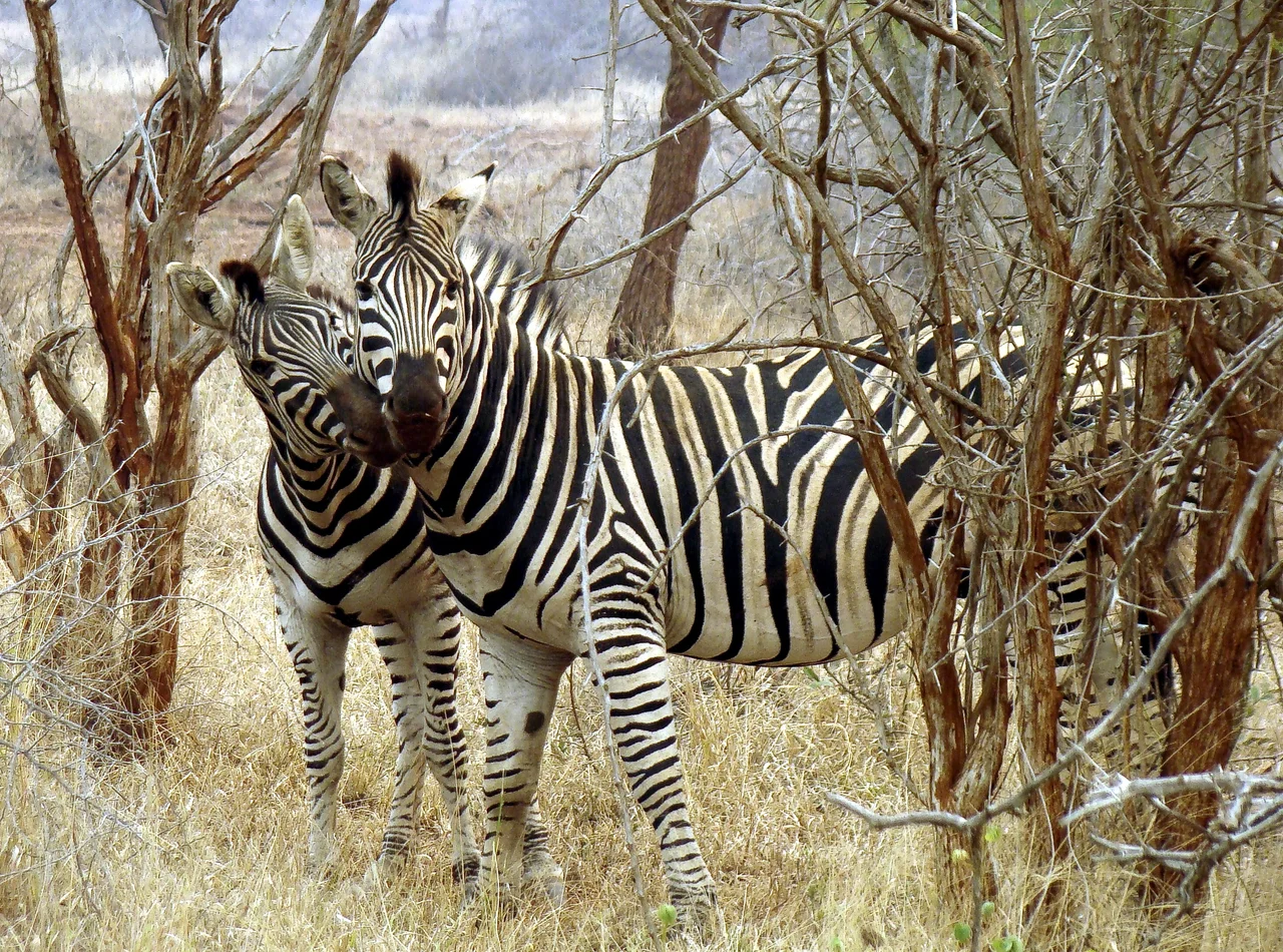 Zebras in love. Photographed in Sabi Sand Private Game Reserve, South Africa.