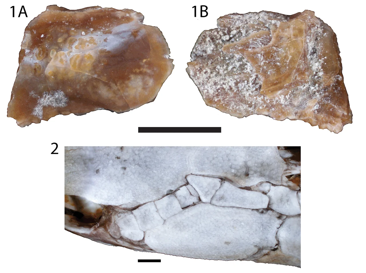 Fossil bone identified as coming from the spiracular series from the Maevarano Formation, Madagascar, assigned to Polypteridae compared to the extant polypterid Polypterus endlicherii (UAMZ uncatalogued).Scale bars equal 5 mm.