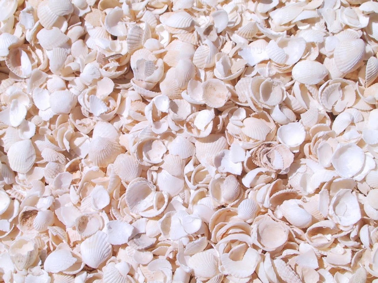 Shells on shell beach, Western Australia