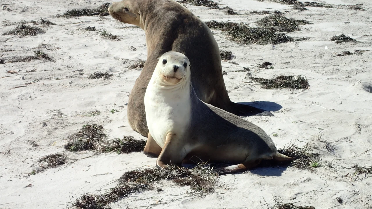 Sea Lion mother &amp; cub.  Inquisitive and friendly.