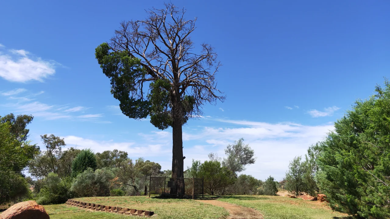 The Robbers Tree March 2021