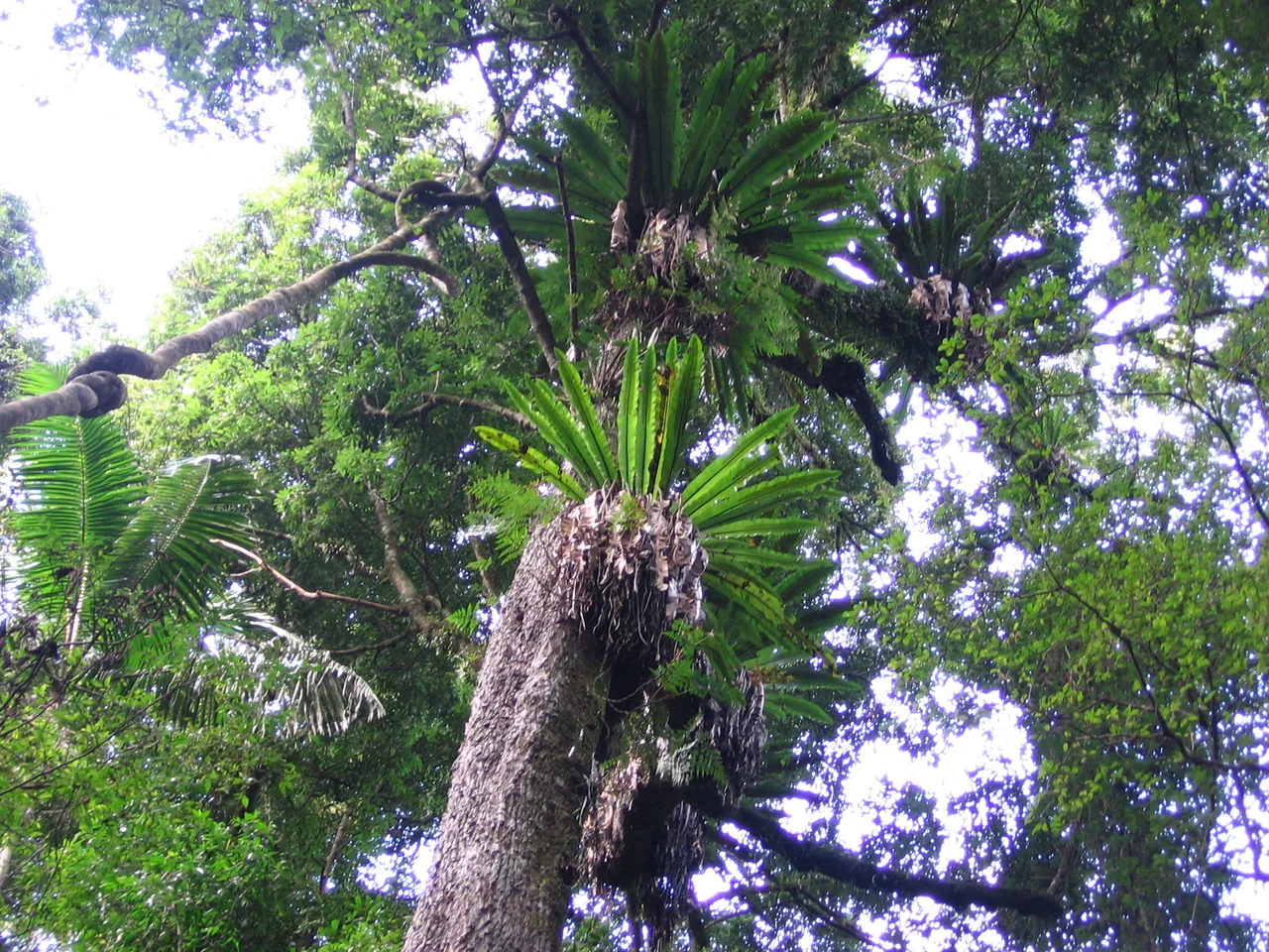 Photo of forest canopy at Goomburra Forest Reserve section of Main Range National Park.
