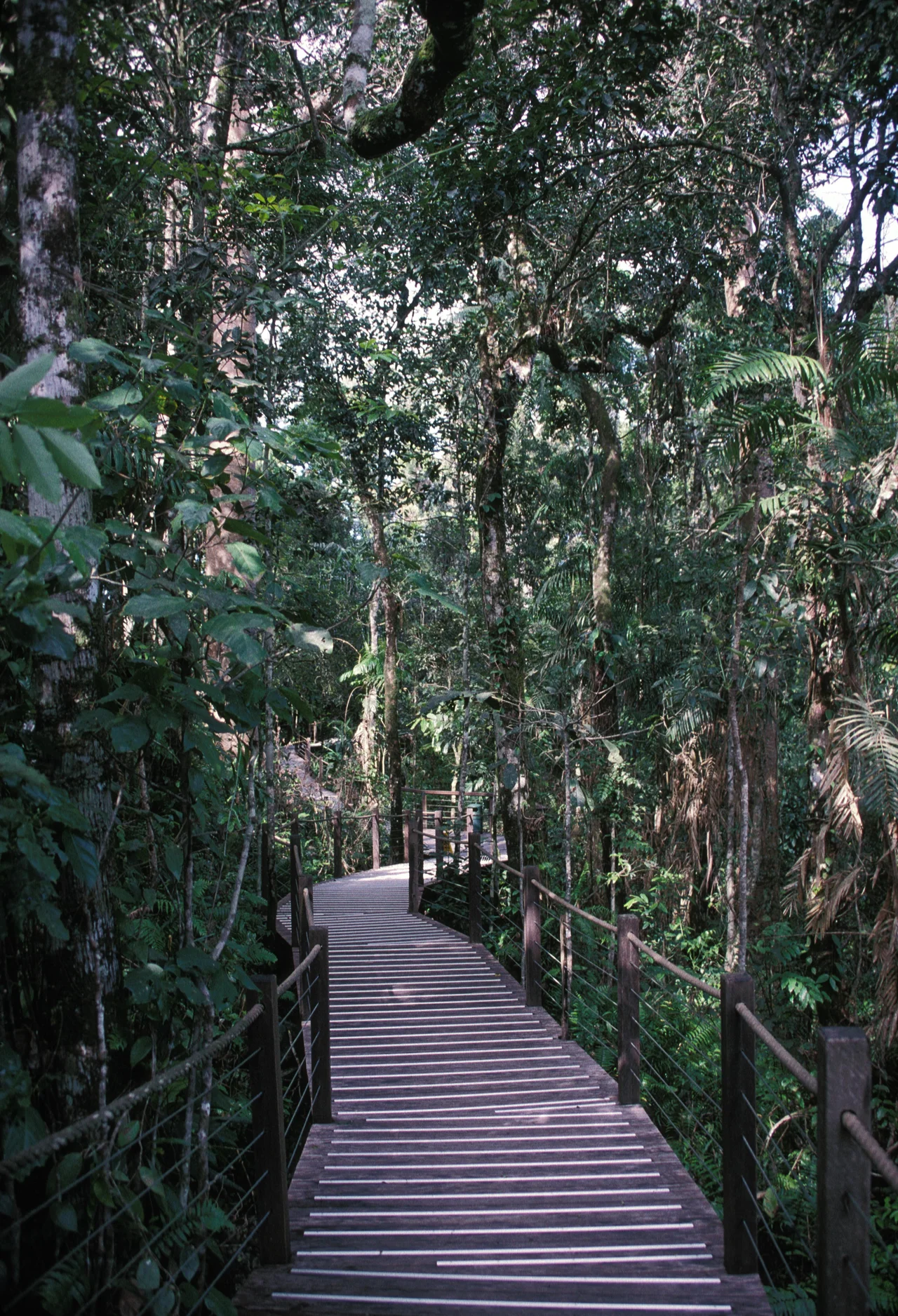 BOADWALK GOES THROUGH THE RAIN FOREST WHICH HAS TALL EUCALYPTUS TREES, KAURI TREES AND MANY TYPES OF LUSH FERNS.  LOCATED AT KURANDA IN QUEENSLAND, AUSTRALIA. On the "SKYRAIL RAINFOREST CABLEWAY"