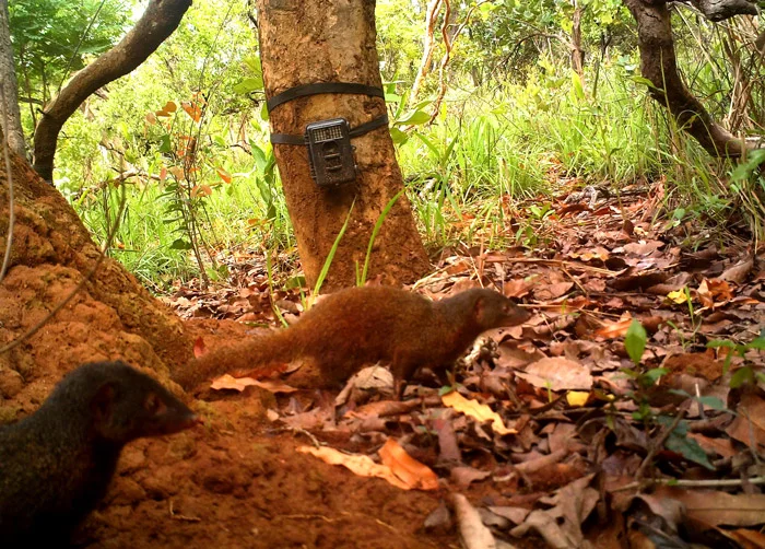 Photo of Dologale Dybowskii taken in the wild, within the Chinko Project Area.  Taken May 16, 2012 at 8:33:24.