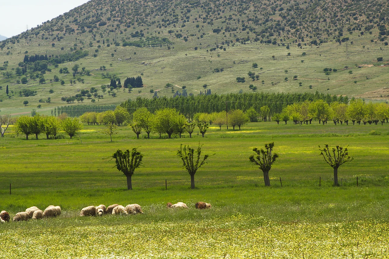 Southend of the closed Karst basin „Nestani-Saga-Polje“ in the  Arcadien highland, Peloponnese Greece. In this part of the basin, „Argon Pedion“ (Greek for “untilled plain”, see also „Description of Greece“ by the ancient author Pausanias, 110-180 AD) sheep- and goat keeping dominate. Extraordinary winter rains flood this basin section even today, retarding any possibility of cultivation.  The mass of water, which may form a temporary lake can only be drained subsurface by one single ponor, (Greek: καταβόθρα).
The section of the slope immediately above the plain resembles abandoned terraced cultivation. Such active cultivation is recorded for the northern part. Animal path destruction is also (partly) visible but too limited to contradict the slopes character.