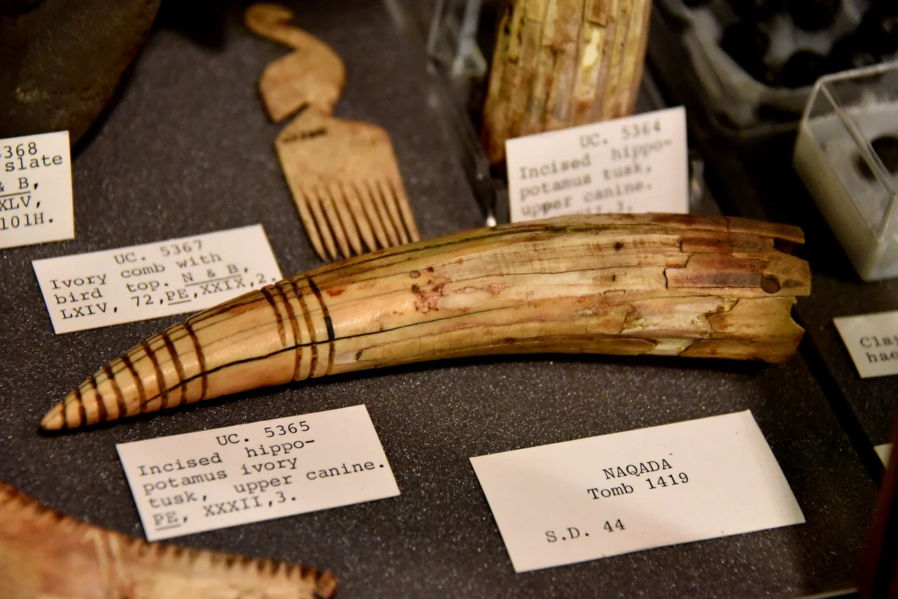 Incised hippopotamus ivory tusk, upper canine. From Naqada Tomb 1419, Egypt. Naqada period. The Petrie Museum of Egyptian Archaeology, London. With thanks to the Petrie Museum of Egyptian Archaeology, UCL.