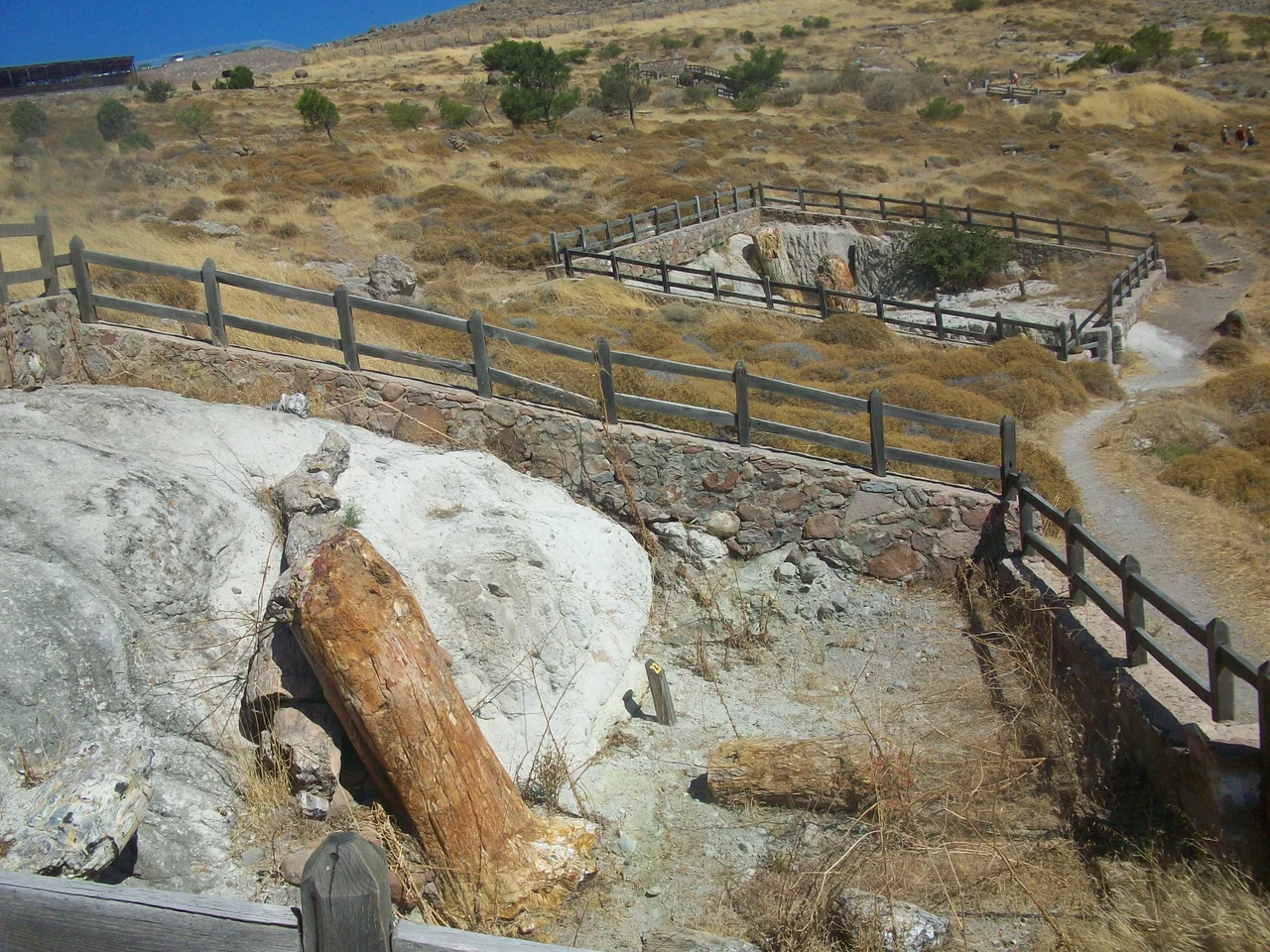 Trunks 23-24 at Lesbos petrified forest. Trunk 23 is the standing one and trunk 24 the lying one. In this photo the different horizons of materials are seen. The lower one is the ground before the explosion where the roots are of the stading trunk are. This lower horizon was covered by volcanic material, forming an intermediate level. Mud flows covered this horizon and also carried the lying trunk. At the background are the trunks 20-21-22.