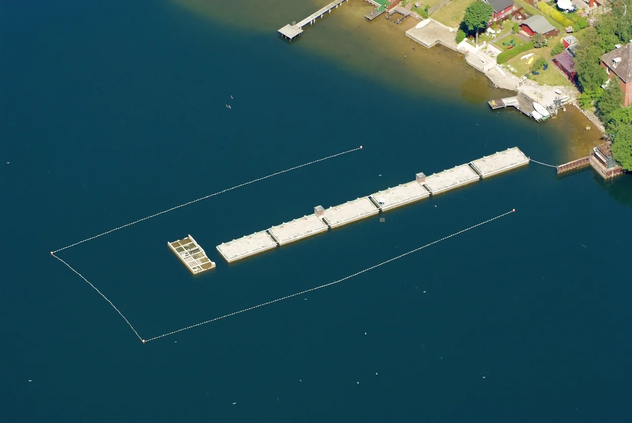Common Tern colony  at Lake Bant in Wilhelmshaven, Germany