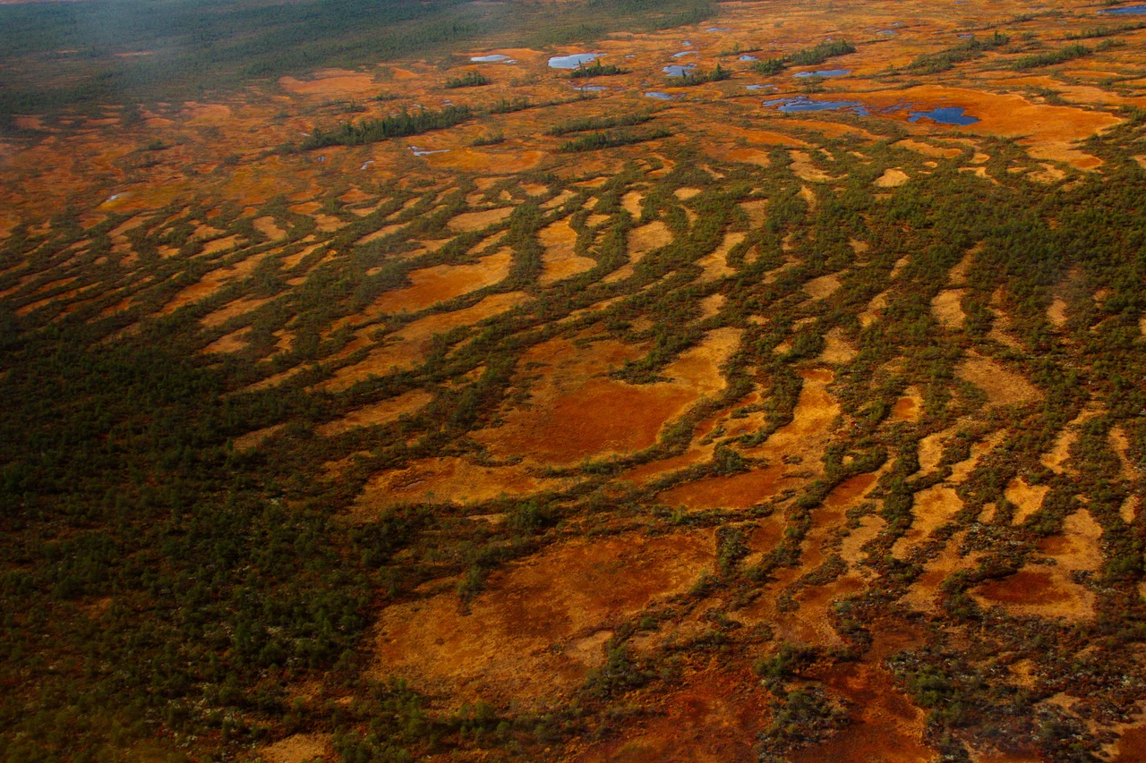 aerial view of a peatbog in the Yuganskiy nature reserve. The stripe pattern, called the ridge-hollow complex, is formed by rows of dwarf Scots pine forest with wet Sphagnum glades inbetween. One of my favorite places to be, of all :)