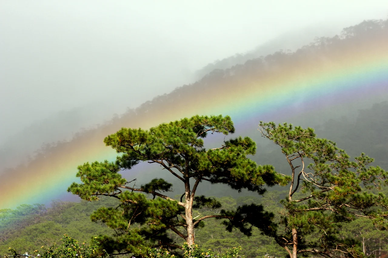 Pine trees in Bidoup-Nui Ba National Park 




This is a picture of the protected area listed at WDPA under the ID 303067