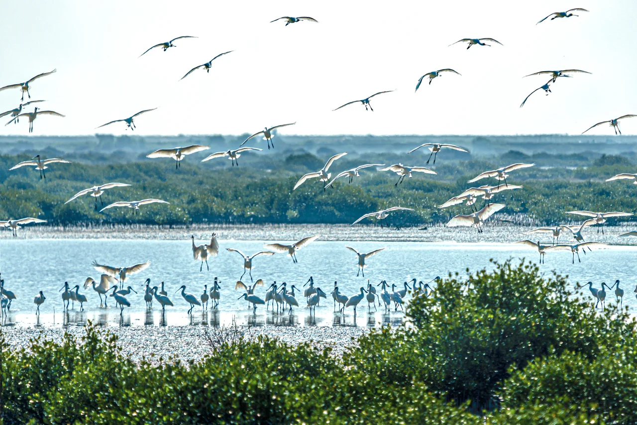 ​Tainan City Sihcao Wildlife Refuge