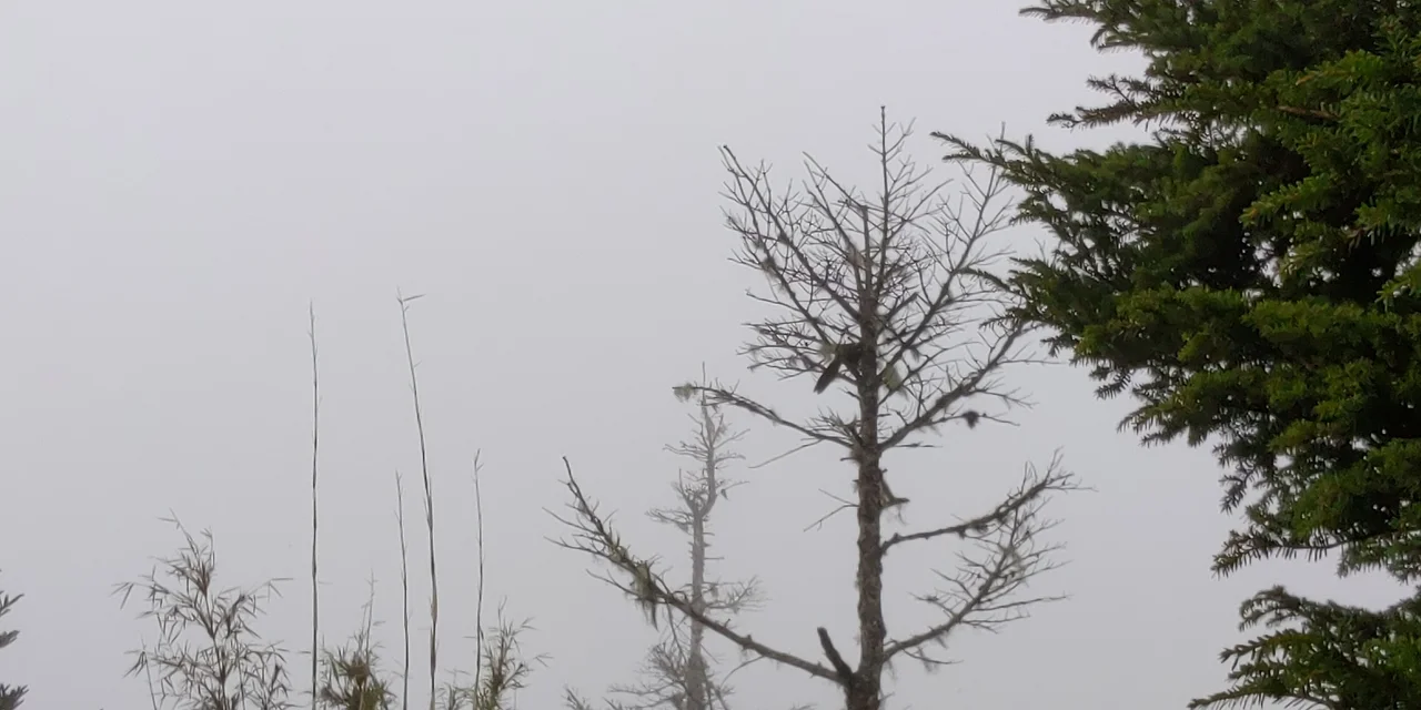 ​峰雲美景 不枉費這次登山之行




This is a picture of the protected area listed at WDPA under the ID 9030